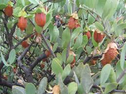 Χοχόμπα (Jojoba) Λάδι